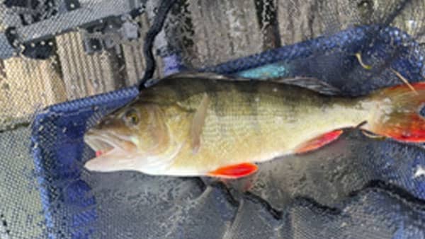 Fishing on The River Dee